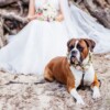 Matrimonio con Animali