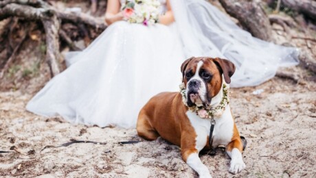 Matrimonio con Animali