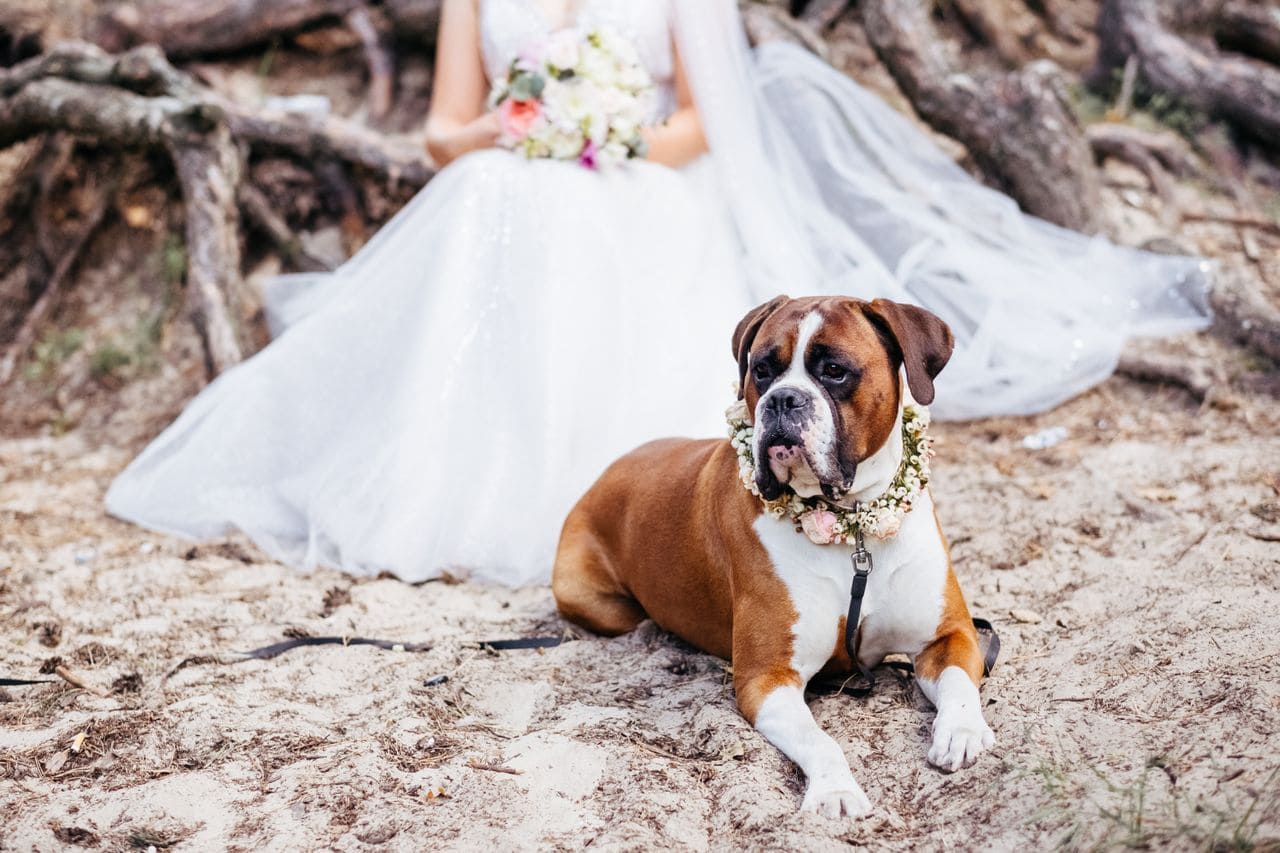 Matrimonio con Animali
